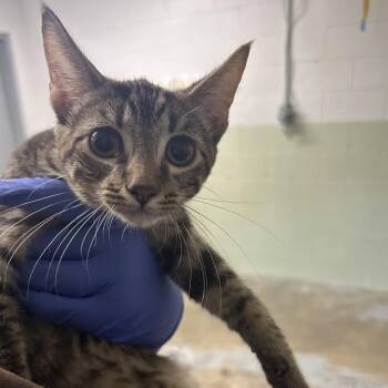 Watson -  Domestic Short Hair Cat for Adoption in Eureka Springs, Arkansas - Watson | PetCurious