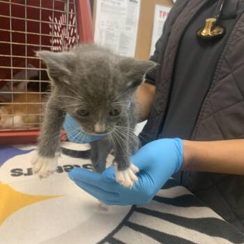 Guppy -  Domestic Short Hair Cat for Adoption in West Palm Beach, Florida - Guppy | PetCurious