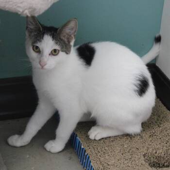Domestic Short Hair Cats Available for Adoption - Polo | PetCurious