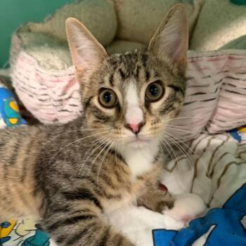 Scully 92C26 -  Domestic Short Hair Cat for Adoption in Napoleon, Ohio - Scully 92C26 | PetCurious