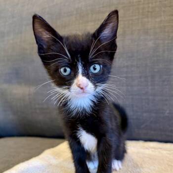 Sodapop -  Domestic Short Hair Cat for Adoption in Bel Air, Maryland - Sodapop | PetCurious