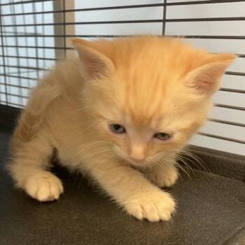 Kumquat -  Domestic Short Hair Cat Available for Adoption in Portage, Michigan - Kumquat | PetCurious