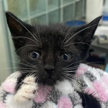 Oregano -  Domestic Short Hair Cat for Adoption in West Palm Beach, Florida - Oregano | PetCurious