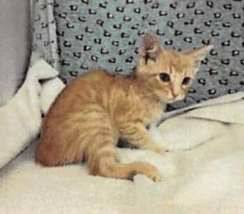 Garfield -  Domestic Short Hair Cat for Adoption in Largo, Florida - Garfield | PetCurious