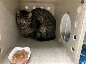 GOBY -  Domestic Short Hair Cat for Adoption in Kent, Washington - GOBY | PetCurious