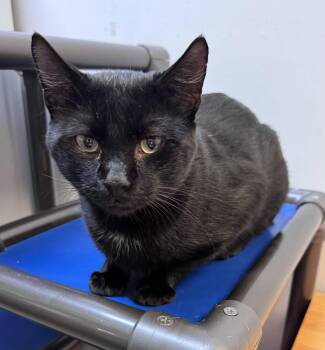Bob (bobtail) -  Domestic Short Hair Cat for Adoption in Herndon, Virginia - Bob (bobtail) | PetCurious