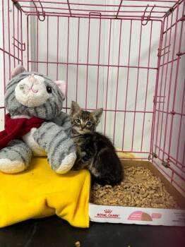 Nala -  Domestic Short Hair Cat for Adoption in Luling, Texas - Nala | PetCurious