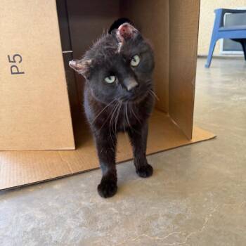 Bug -  Domestic Short Hair Cat for Adoption in Los Angeles, California - Bug | PetCurious