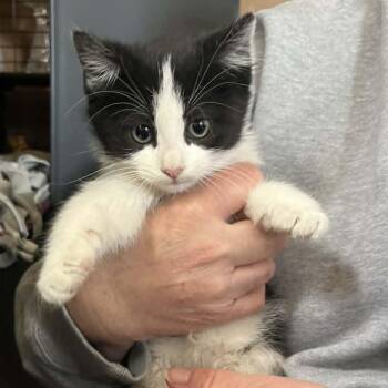 Domestic Short Hair Cats Available for Adoption in Minneapolis, Minnesota - Enzo | PetCurious