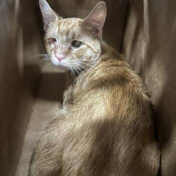 Annoying Orange -  Domestic Short Hair Cat for Adoption in Philadelphia, Pennsylvania - Annoying Orange | PetCurious