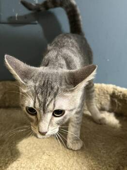Rescue Domestic Short Hair Cats for Adoption in Loveland, Ohio - Charm | PetCurious