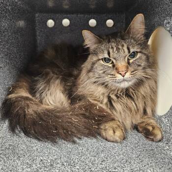 Domestic Long Hair Cats Available for Adoption - Luna | PetCurious