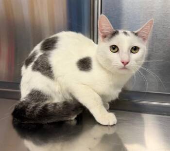 CHOPIN -  Domestic Short Hair Cat for Adoption in Minneapolis, Minnesota - CHOPIN | PetCurious