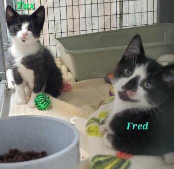 Fred -  Domestic Short Hair Cat for Adoption in Diamond Springs, California - Fred | PetCurious