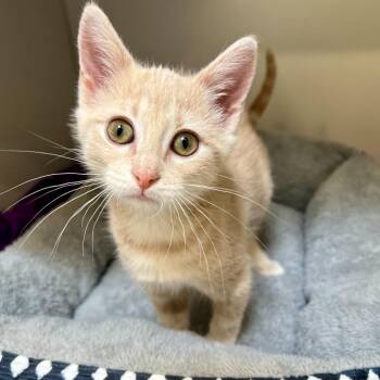 Tortellini -  Domestic Short Hair Cat for Adoption in Columbia, Illinois - Tortellini | PetCurious
