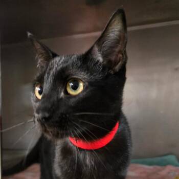 Domestic Short Hair Cats Available for Adoption - Licorice | PetCurious
