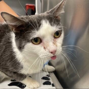 Rescue Domestic Short Hair Cats for Adoption in Las Vegas, Nevada - CHOWDER | PetCurious