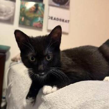 Franchester -  Domestic Short Hair Cat for Adoption in Carmel, Indiana - Franchester | PetCurious