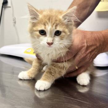 Beverly -  Domestic Long Hair Cat for Adoption in Oneonta, New York - Beverly | PetCurious