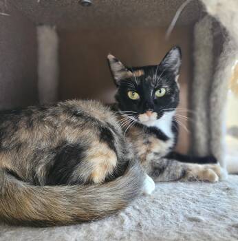 Rescue Tortoiseshell Cats for Adoption in Polson, Montana - Elie | PetCurious