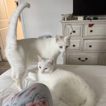 Domestic Short Hair Cats Available for Adoption - Anna And Elsa | PetCurious