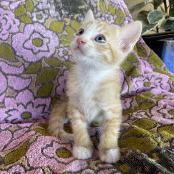 Domestic Short Hair Cats Available for Adoption in Tucson, Arizona - Dash | PetCurious