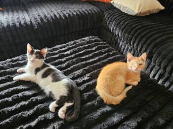 Milo (bonded to Panda) -  Domestic Short Hair Cat for Adoption in Wheaton, Illinois - Milo (bonded To Panda) | PetCurious