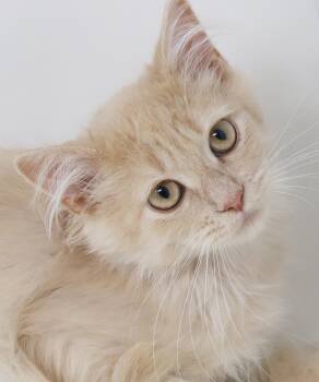 Jalapeno can be spicy but also delicious - read full bio please  -  Maine Coon Cat for Adoption in Bedford Hills, New York - Jalapeno Can Be Spicy But Also Delicious - Read Full Bio Please  | PetCurious