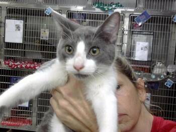 A187847 -  Domestic Short Hair Cat for Adoption in Pasadena, Texas - A187847 | PetCurious
