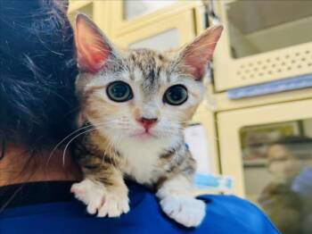 SAILOR -  Domestic Medium Hair Cat for Adoption in Santa Fe, New Mexico - SAILOR | PetCurious