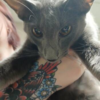 River -  Oriental Short Hair Cat for Adoption in Blue Ridge, Georgia - River | PetCurious