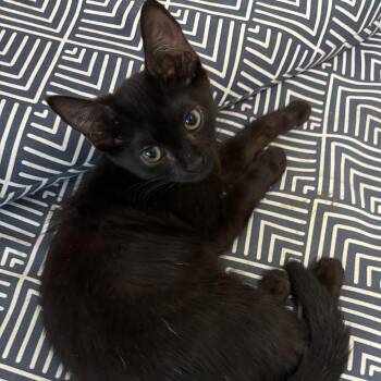 Thyme -  Domestic Medium Hair Cat for Adoption in Oak Ridge, Tennessee - Thyme | PetCurious