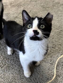 Rescue Tuxedo and Domestic Short Hair Cats for Adoption in Island Lake, Illinois - Ringa | PetCurious
