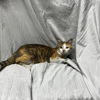 Domestic Short Hair Cats Available for Adoption - Jillian | PetCurious