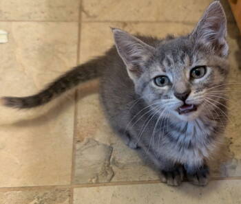 Rescue Domestic Short Hair and Tabby Cats for Adoption in Columbus, Minnesota - Chickory | PetCurious
