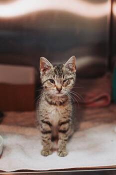 Domestic Short Hair Cats Available for Adoption in North Charleston, South Carolina - 92443a Ramona | PetCurious