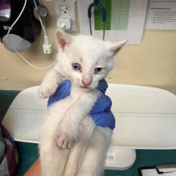 Par -  Domestic Medium Hair Cat for Adoption in Pasadena, California - Par | PetCurious
