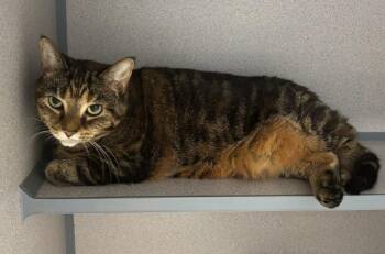 Sophie -  Domestic Short Hair Cat for Adoption in Liverpool, New York - Sophie | PetCurious