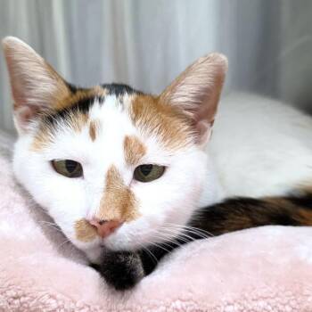 Sunrise -  Domestic Short Hair Cat for Adoption in Michigan City, Indiana - Sunrise | PetCurious