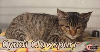 Cyndi Clawspurr -  Domestic Short Hair Cat for Adoption in Douglasville, Georgia - Cyndi Clawspurr | PetCurious