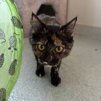 Martini Bowbeanie Teeny Meanie Weeny -  Domestic Short Hair Cat for Adoption in Chicago, Illinois - Martini Bowbeanie Teeny Meanie Weeny | PetCurious