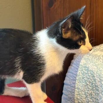 Croissant -  Domestic Short Hair Cat for Adoption in Houston, Texas - Croissant | PetCurious
