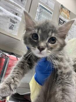 DIANE -  Domestic Medium Hair Cat for Adoption in Las Vegas, Nevada - DIANE | PetCurious