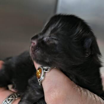 Domestic Short Hair Cats Available for Adoption in Moses Lake, Washington - Dior - Java | PetCurious