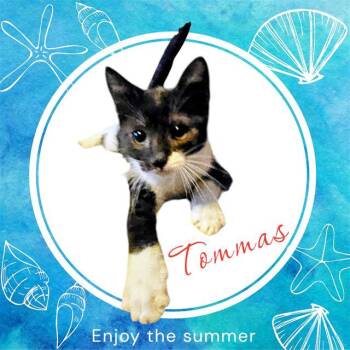 TOMMAS -  Domestic Short Hair Cat for Adoption in Visalia, California - TOMMAS | PetCurious