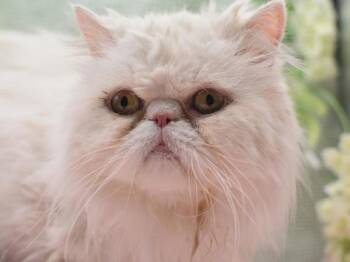 Persian Cats Available for Adoption in Portland, Oregon - Oliver | PetCurious