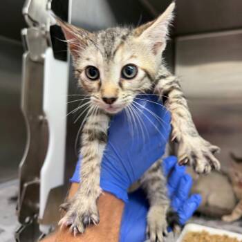 Millie -  American Shorthair and Domestic Short Hair Cat for Adoption in Marshall, Texas - Millie | PetCurious