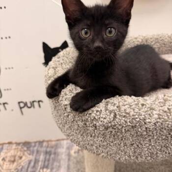 Domestic Short Hair Cats Available for Adoption in Allegan, Michigan - Cirrus * | PetCurious