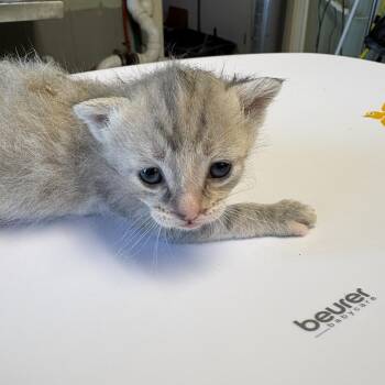 Caramel DeLite -  Domestic Short Hair Cat for Adoption in Mt. Juliet, Tennessee - Caramel DeLite | PetCurious