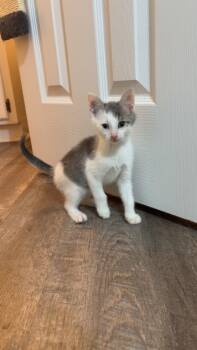 Rescue Domestic Short Hair Cats for Adoption in Evans, Georgia - Miles | PetCurious